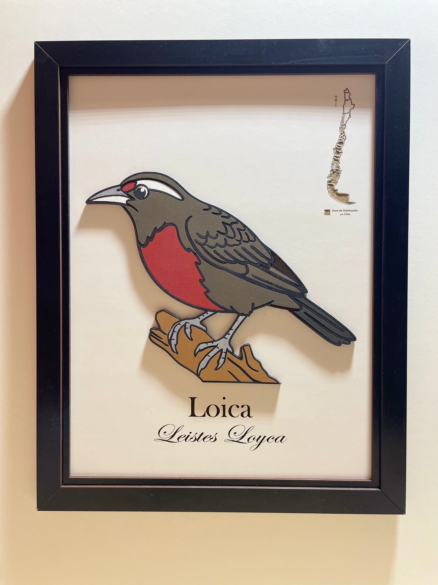 Colección Inicial - Aves en Relieve