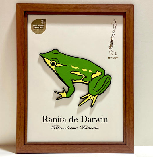 Ranita de Dawin - Cuadro en Relieve
