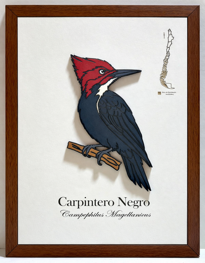 Pack Bosque Nativo - Fauna en Relieve